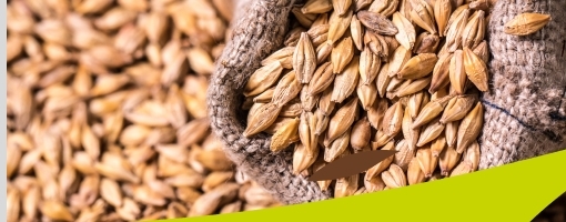 Barley