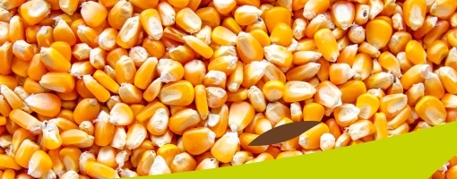 Corn