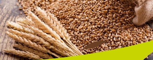 Wheat